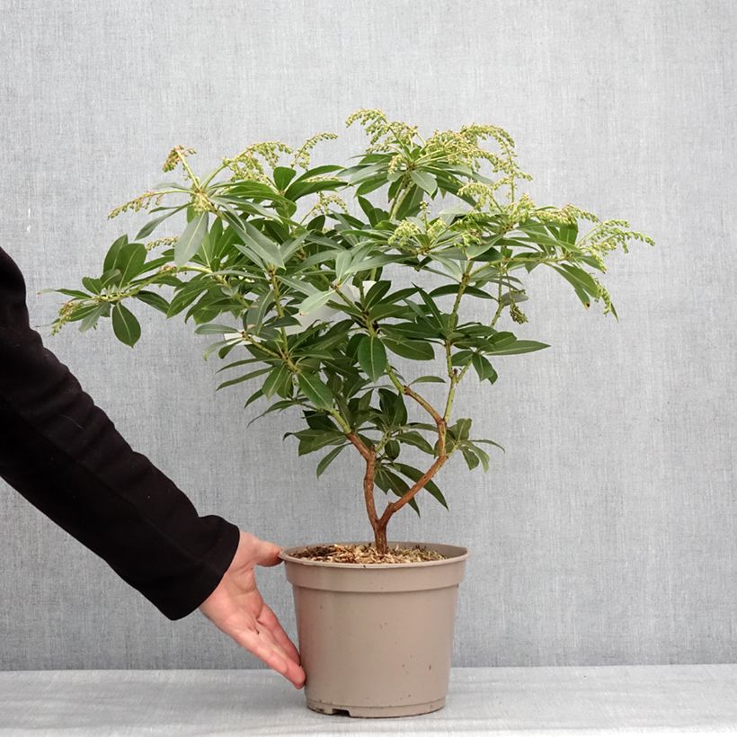 Spécimen de Andromède de Formose - Pieris formosa var. forrestii Pot de 4L/5L tel que livré en hiver