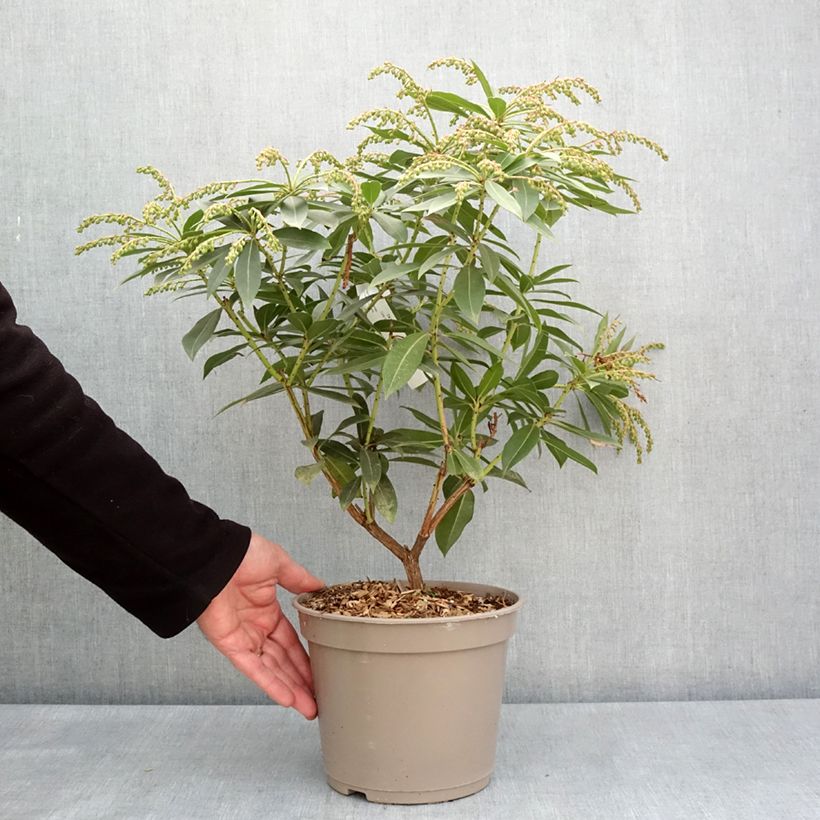 Spécimen de Andromède de Formose - Pieris formosa var. forrestii - Pot de 4L/5L tel que livré au printemps