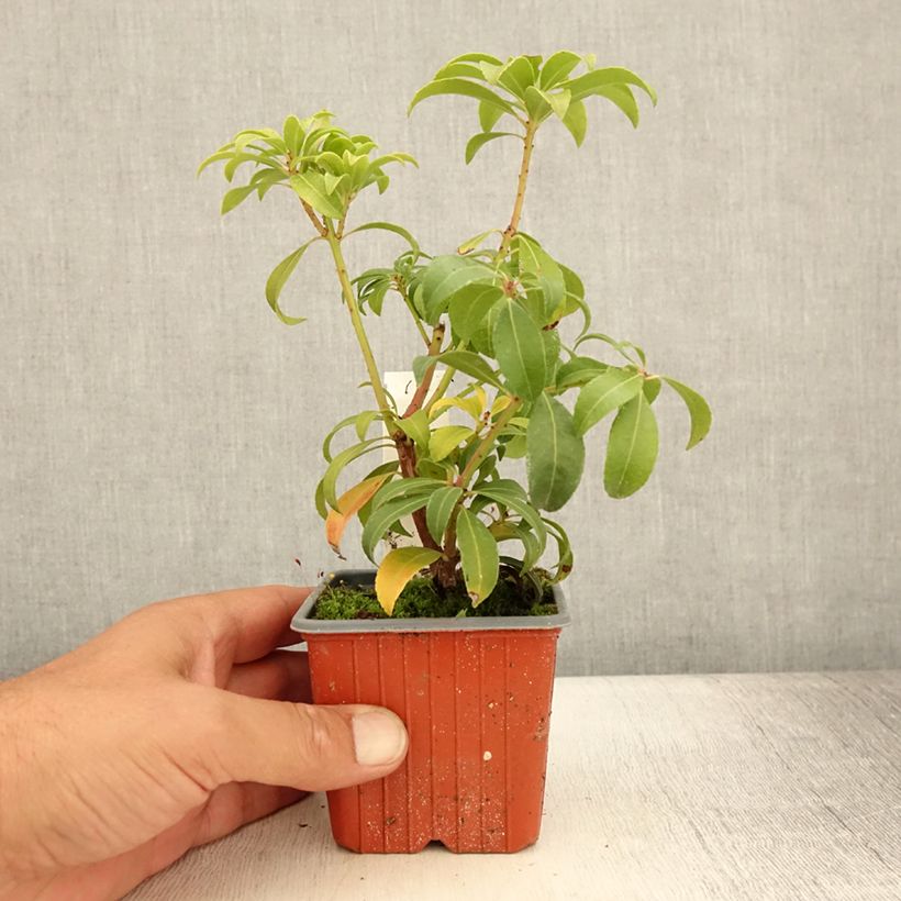 Spécimen de Andromède du Japon - Pieris Bonfire Godet de 8/9 cm tel que livré en été