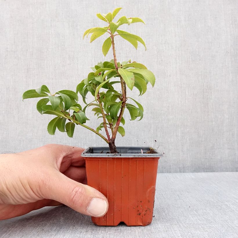 Spécimen de Andromède du Japon - Pieris Bonfire - Godet de 8/9 cm tel que livré au printemps