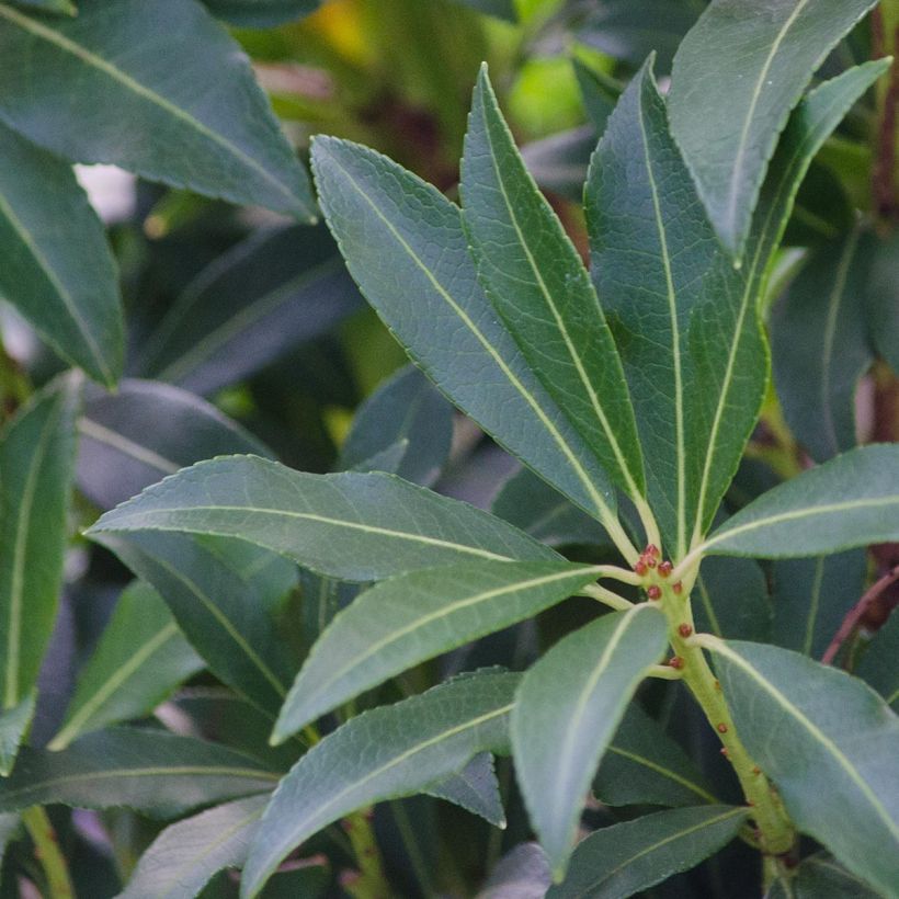 Andromède du Japon - Pieris japonica Forest Flame (Feuillage)