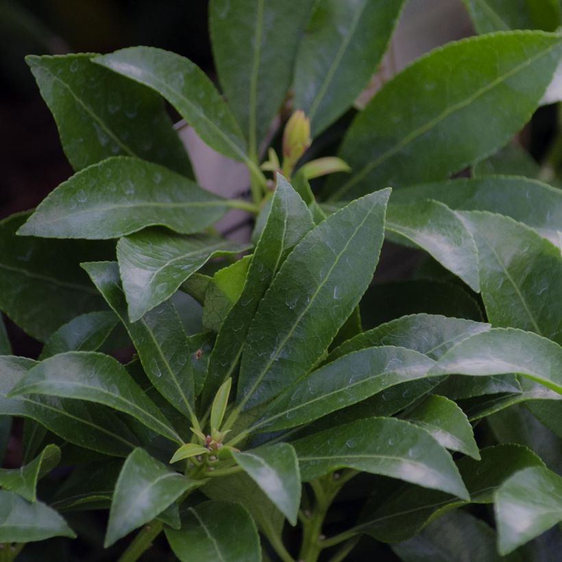 Andromède du Japon - Pieris Japonica Valley Valentine (Feuillage)