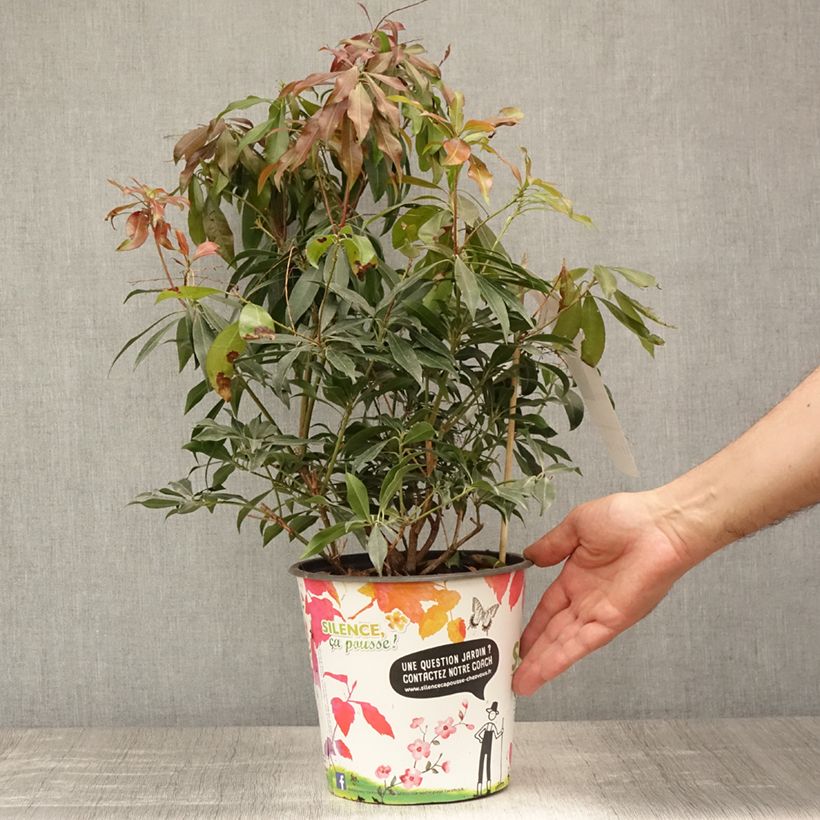 Spécimen de Andromède du Japon - Pieris japonica Katsura Pot de 4L/5L tel que livré en été