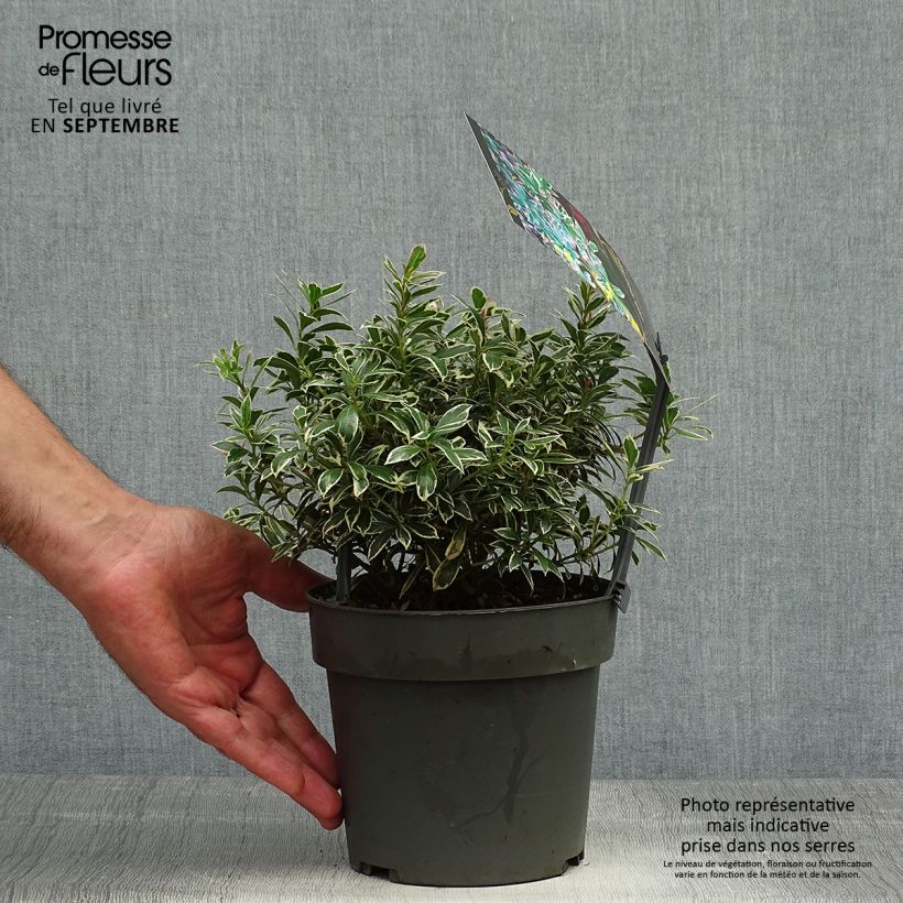 Spécimen de Andromède du Japon - Pieris japonica Little Frosty tel que livré en automne