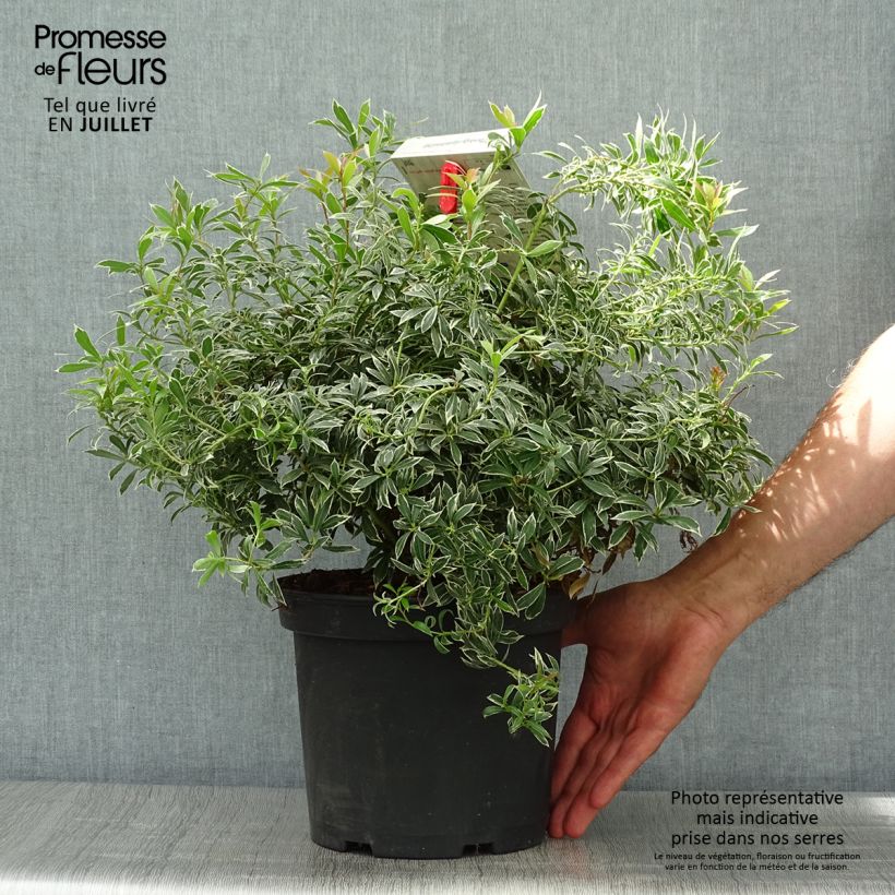 Spécimen de Andromède du Japon - Pieris japonica Little Heath Pot de 4L/5L tel que livré en été