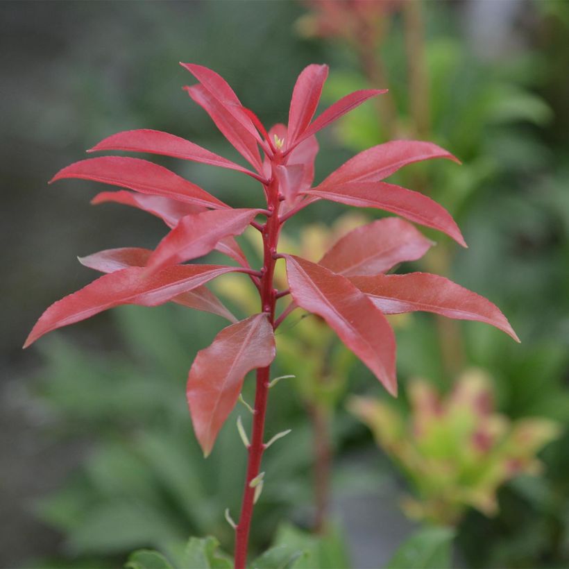 Andromède du Japon - Pieris Japonica Mountain Fire (Feuillage)