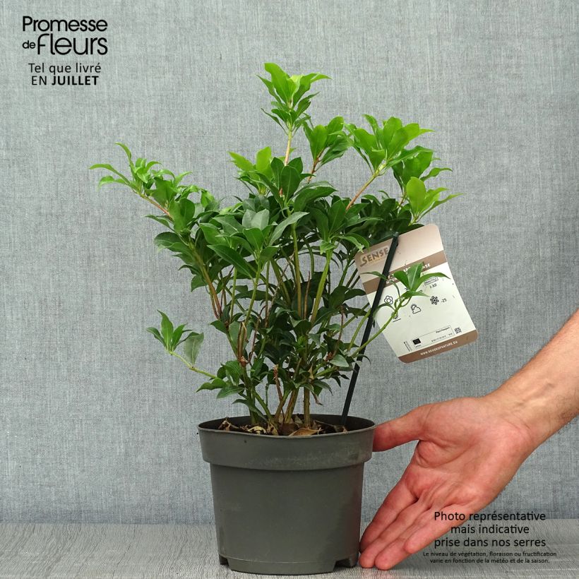 Spécimen de Andromède du Japon - Pieris Japonica Mountain Fire Pot de 2L/3L tel que livré en été