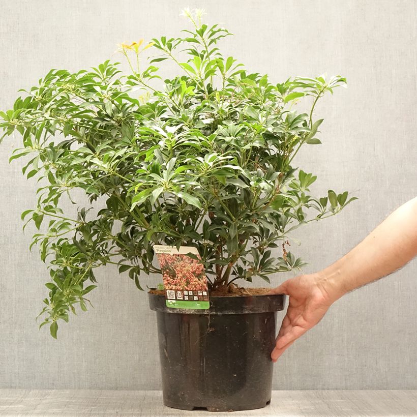 Spécimen de Andromède du Japon - Pieris japonica Passion Pot de 6L/7L tel que livré en été