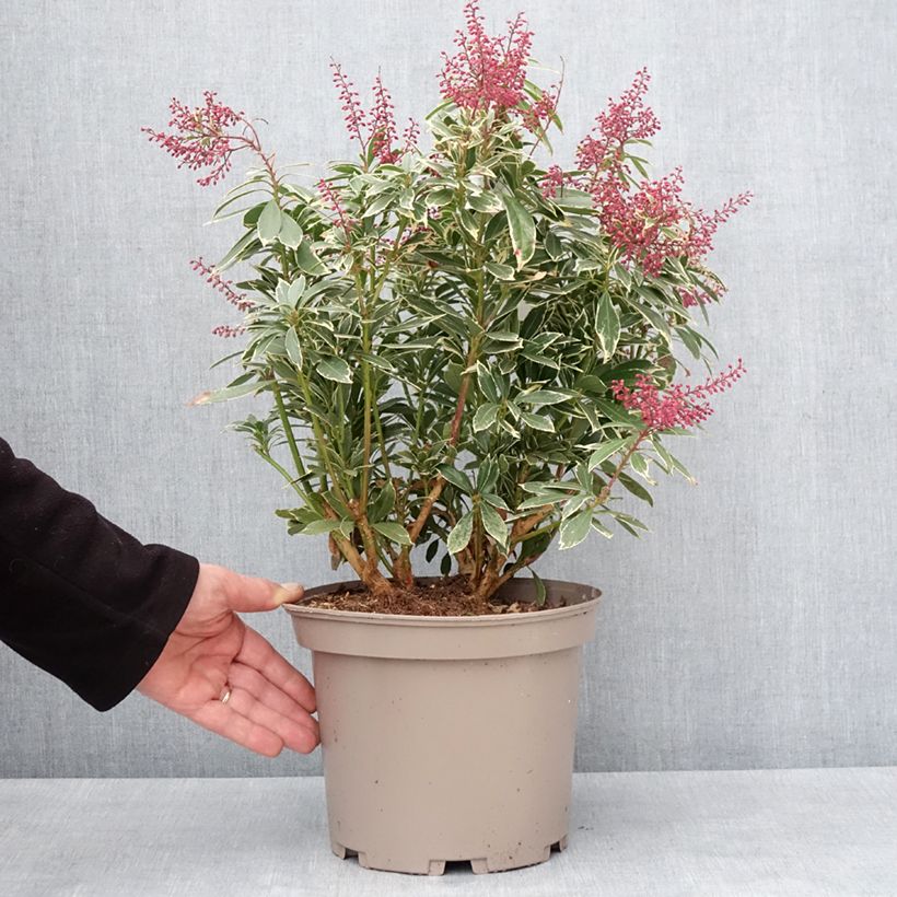 Spécimen de Andromède du Japon - Pieris japonica Polar passion Pot de 2L/3L tel que livré en hiver
