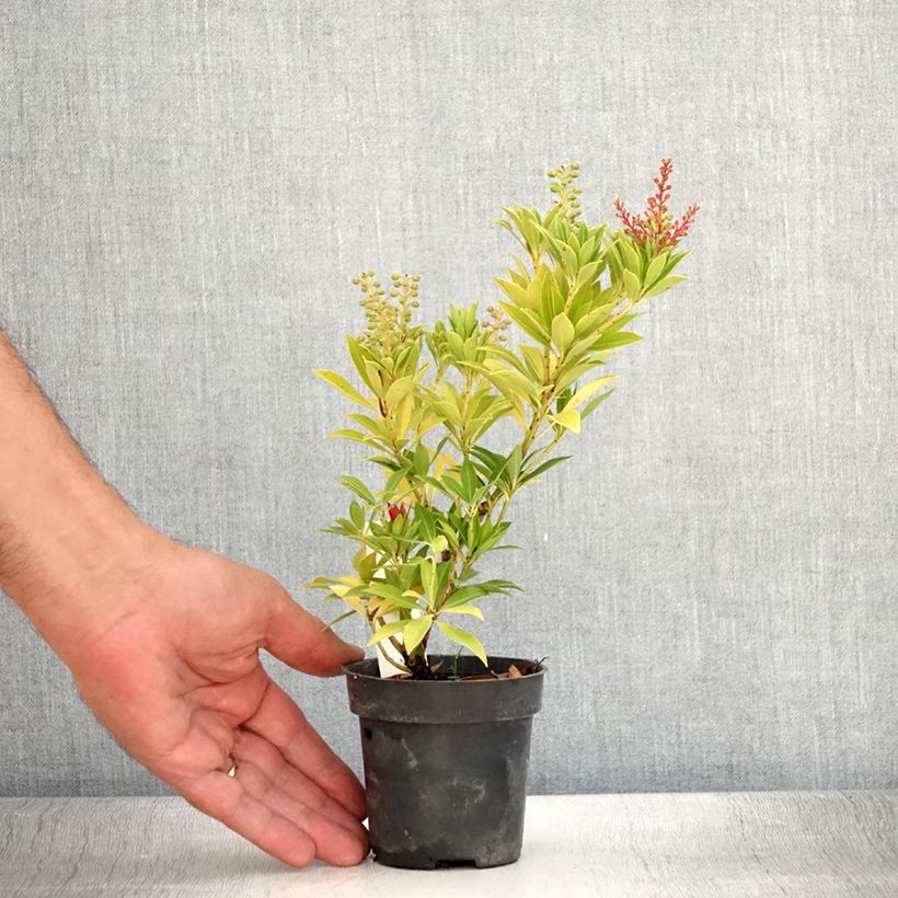 Spécimen de Andromède du Japon - Pieris japonica Prelude Godet de 8/9 cm tel que livré en été