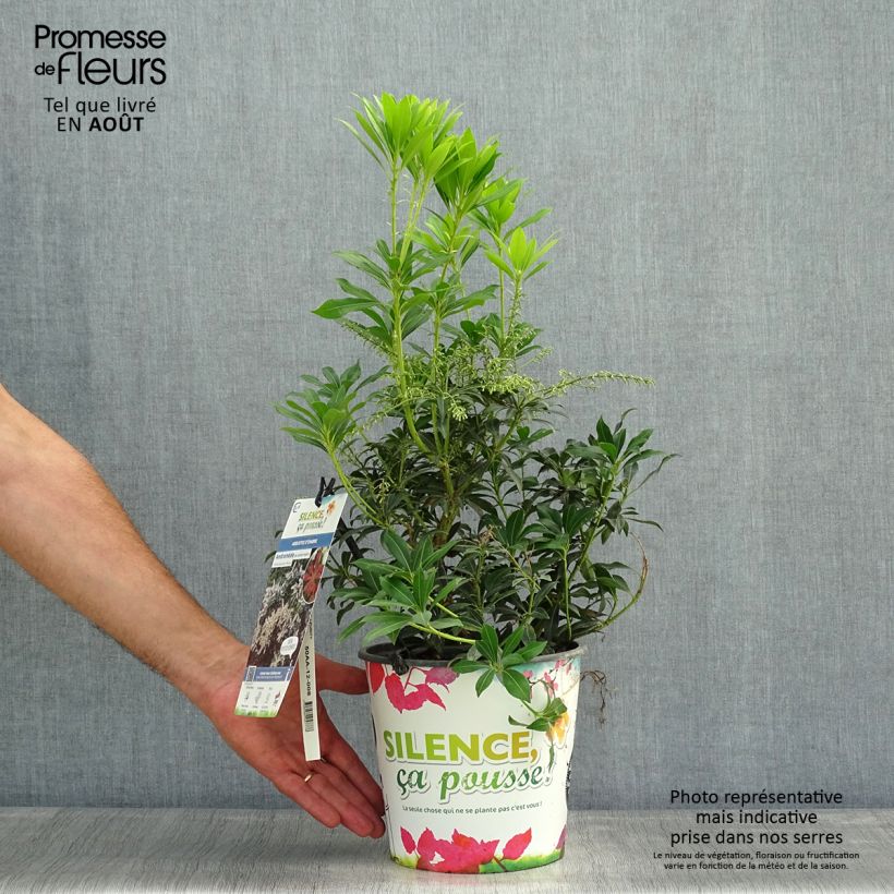 Spécimen de Andromède du Japon - Pieris japonica Purity Pot de 3L/4L tel que livré en été