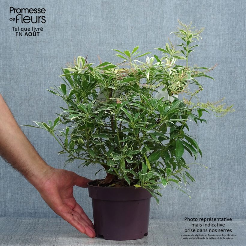 Spécimen de Andromède du Japon - Pieris japonica Ralto Rose Pot de 2L/3L tel que livré en été