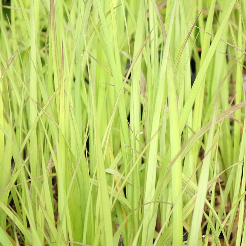 Andropogon gerardii Blackhawks (Feuillage)