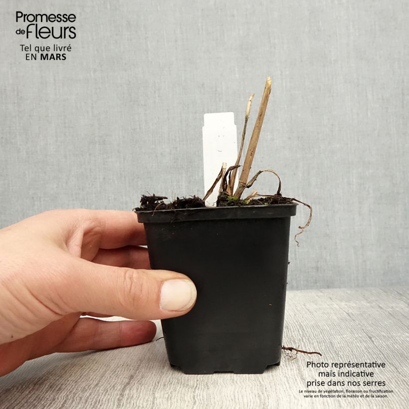 Spécimen de Andropogon gerardii Prairie Sommer en godet de 9 cm tel que livré au printemps