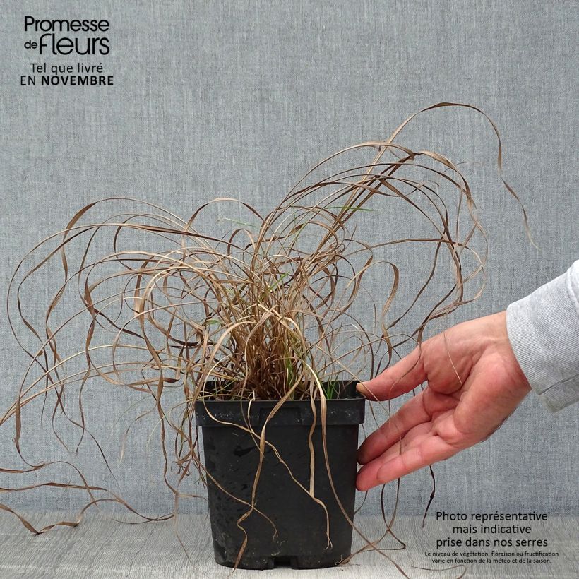Spécimen de Andropogon gerardii Prairie Sommer Pot de 2L/3L tel que livré en automne