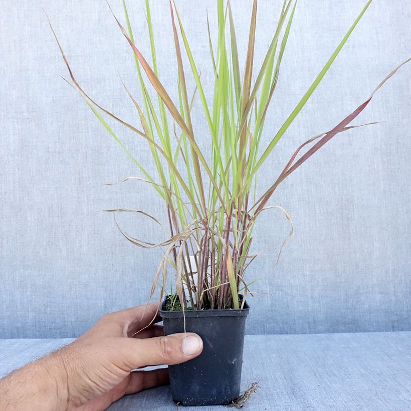 Spécimen de Andropogon gerardii Red October - Barbon de Gerard Godet de 8/9 cm tel que livré en été