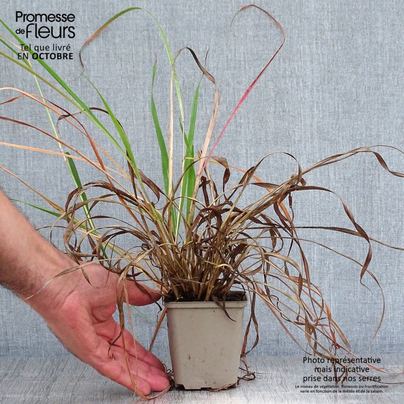 Spécimen de Andropogon hallii Purple Konza Godet de 8/9 cm tel que livré en automne