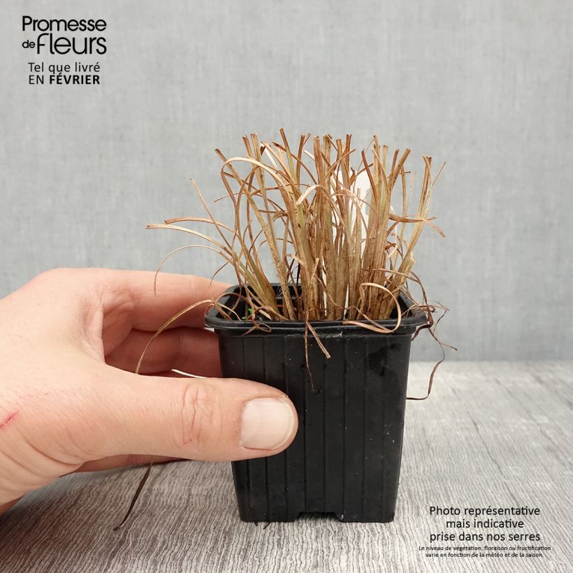 Spécimen de Andropogon ternarius - Barbon fendu Godet de 8/9 cm tel que livré en hiver