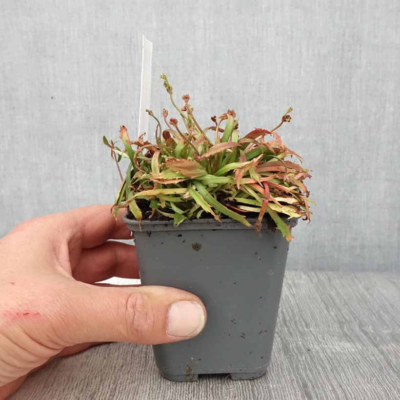 Spécimen de Androsace septentrionalis Star Dust Godet de 9cm tel que livré au printemps