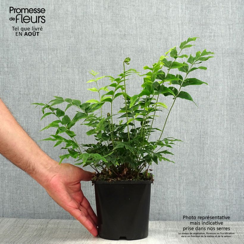 Spécimen de Anemia mexicana - Fougère à fleurs mexicaine Pot de 2L/3L tel que livré en été