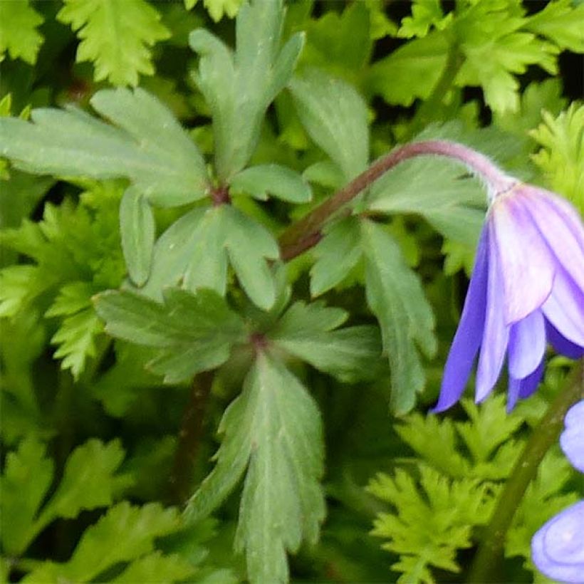 Anemone blanda Blue Shades (Feuillage)