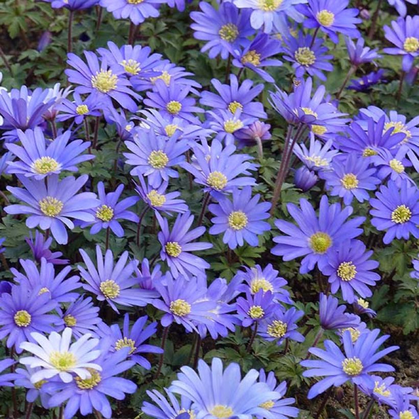 Anemone blanda Blue Shades (Floraison)