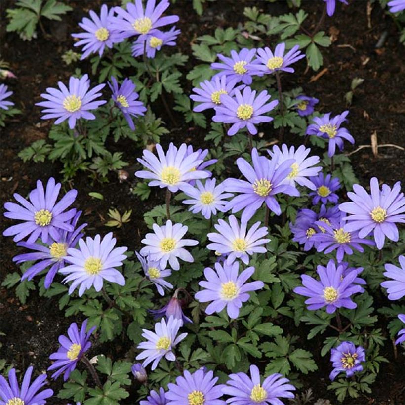 Anemone blanda Blue Shades (Port)