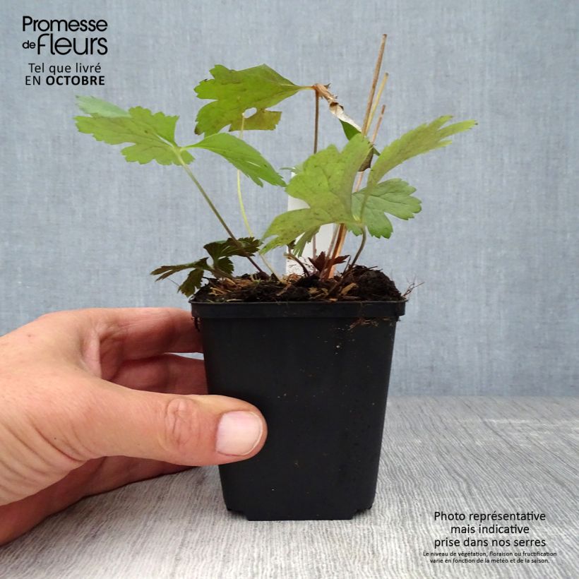 Spécimen de Anemone cylindrica - Anémone cylindrique Godet de 8/9 cm tel que livré en automne