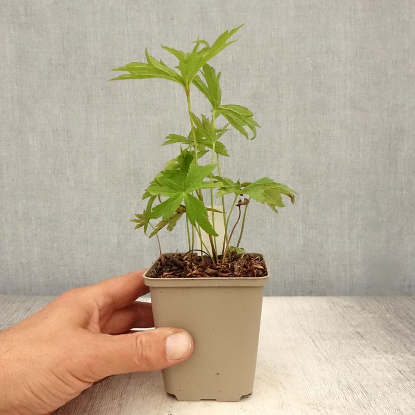 Spécimen de Anémone du Canada - Anemone canadensis Godet de 8/9 cm tel que livré en été