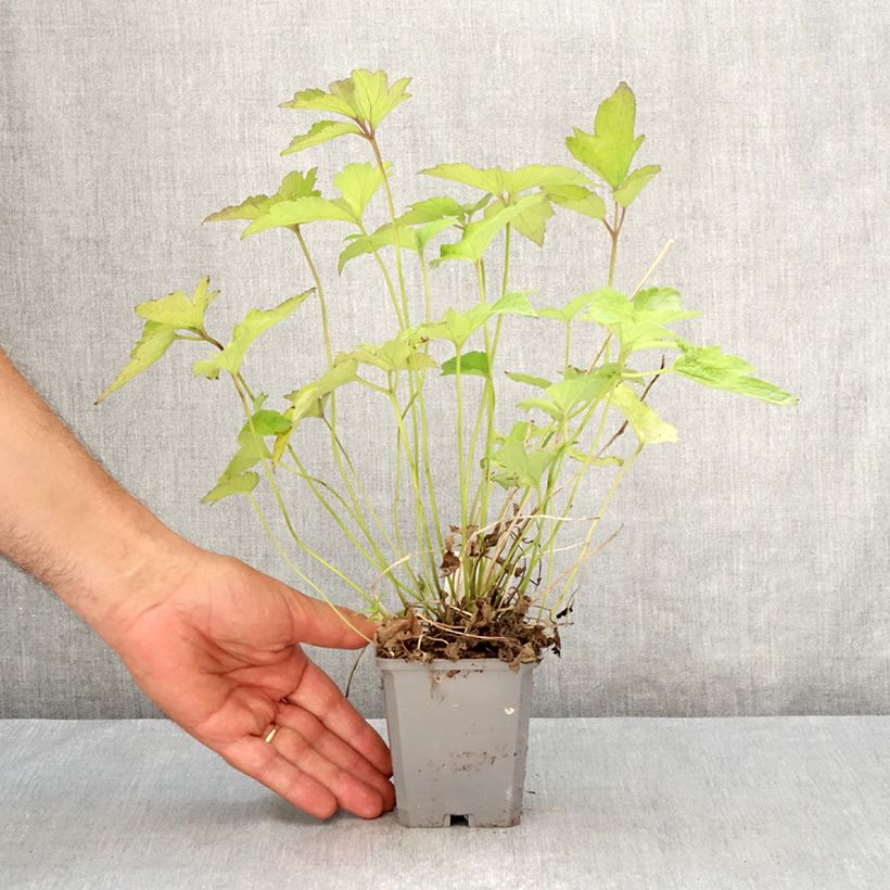 Spécimen de Anemone du Japon Alando Rose Godet de 8/9 cm tel que livré en été