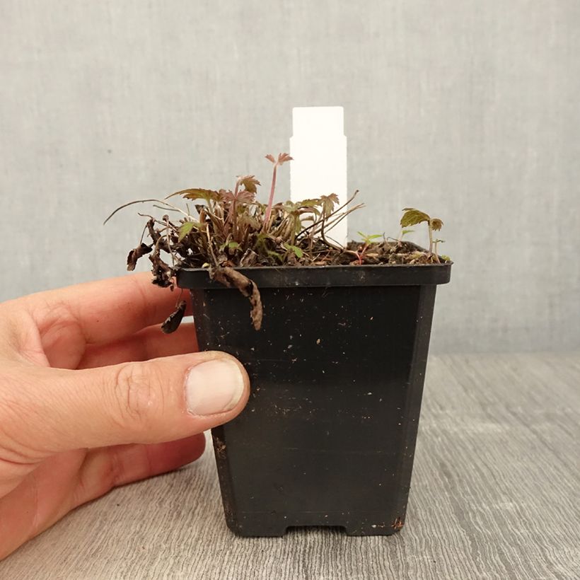 Spécimen de Anemone du Japon Alando Rose  Godet de 8/9 cm tel que livré au printemps