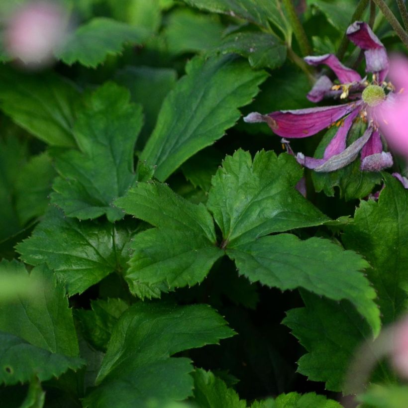 Anémone du Japon Bressingham Glow - Anemone (x) hybrida (Feuillage)