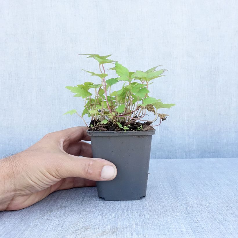 Spécimen de Anémone du Japon Bressingham Glow - Anemone (x) hybrida Godet de 8/9 cm tel que livré en été
