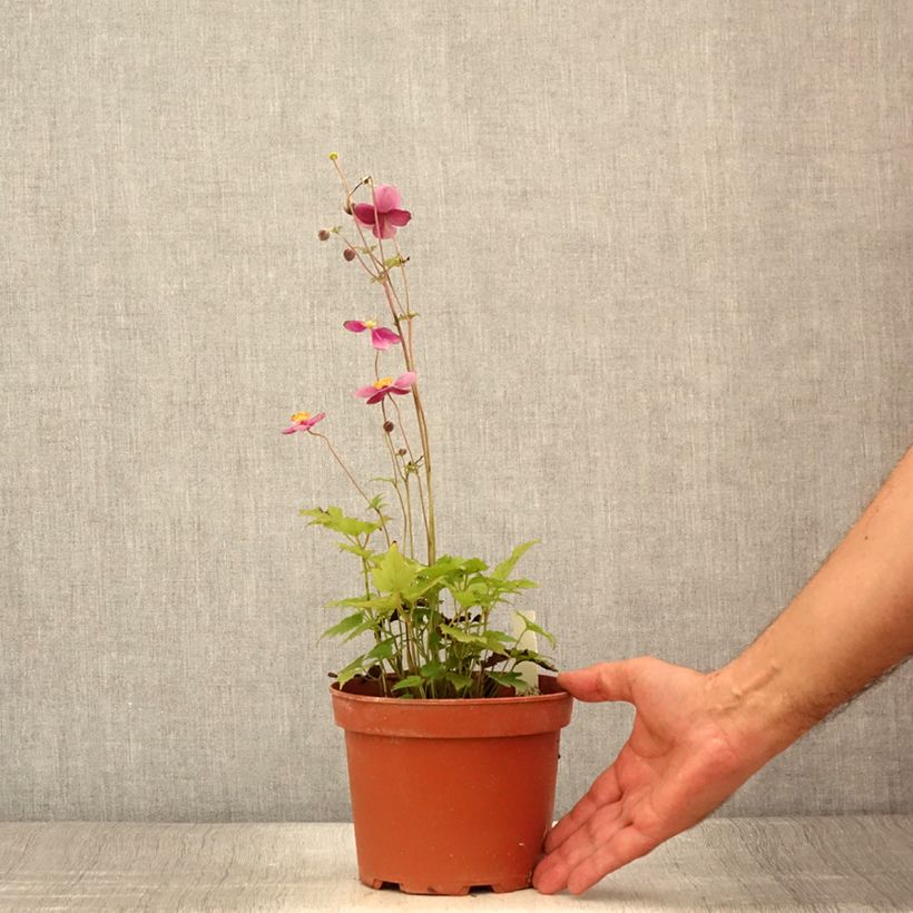 Spécimen de Anémone du Japon Crispa (Lady Gilmour) - Pot de 2L/3L tel que livré en été