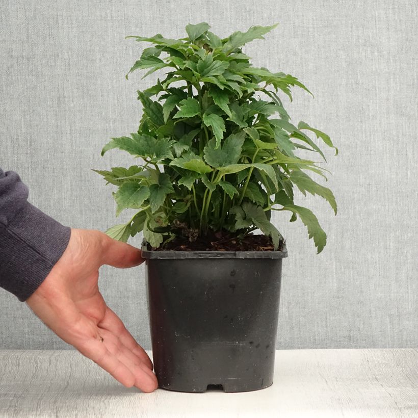 Spécimen de Anémone du Japon Fantasy Ariel - pot de 2L/3L tel que livré en été