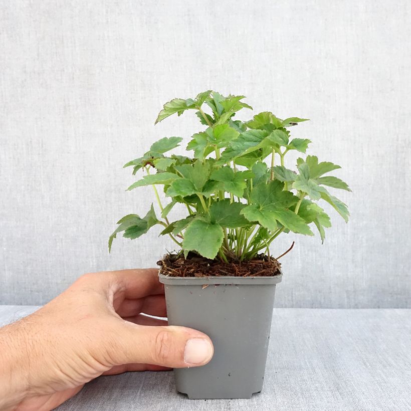 Spécimen de Anémone du Japon Fantasy Jasmine Godet de 8/9 cm tel que livré en été
