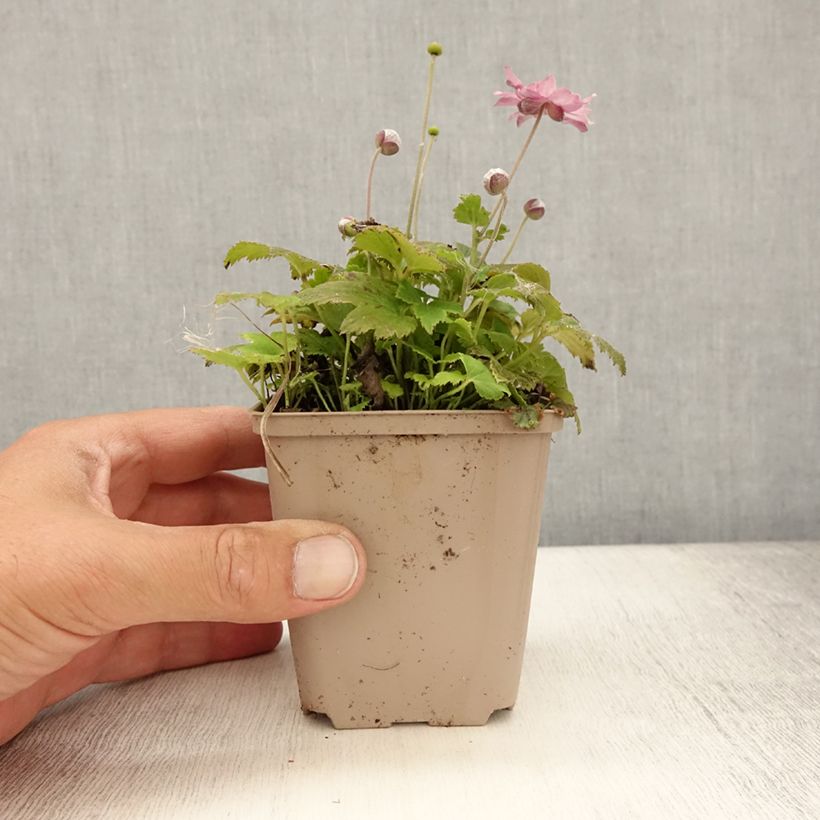 Spécimen de Anémone du Japon Fantasy Pocahontas - Anemone hupehensis var.japonica Godet de 8/9 cm tel que livré en été