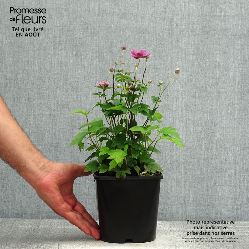 Spécimen de Anémone du Japon Pamina - Anemone hupehensis var. japonica Pot de 1L/1,5L tel que livré en été