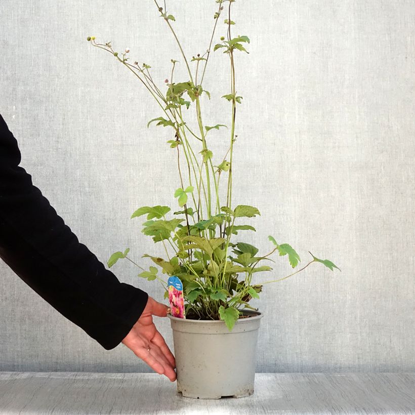 Spécimen de Anémone du Japon Pamina - Anemone hupehensis var. japonica Pot de 3L/4L tel que livré en automne