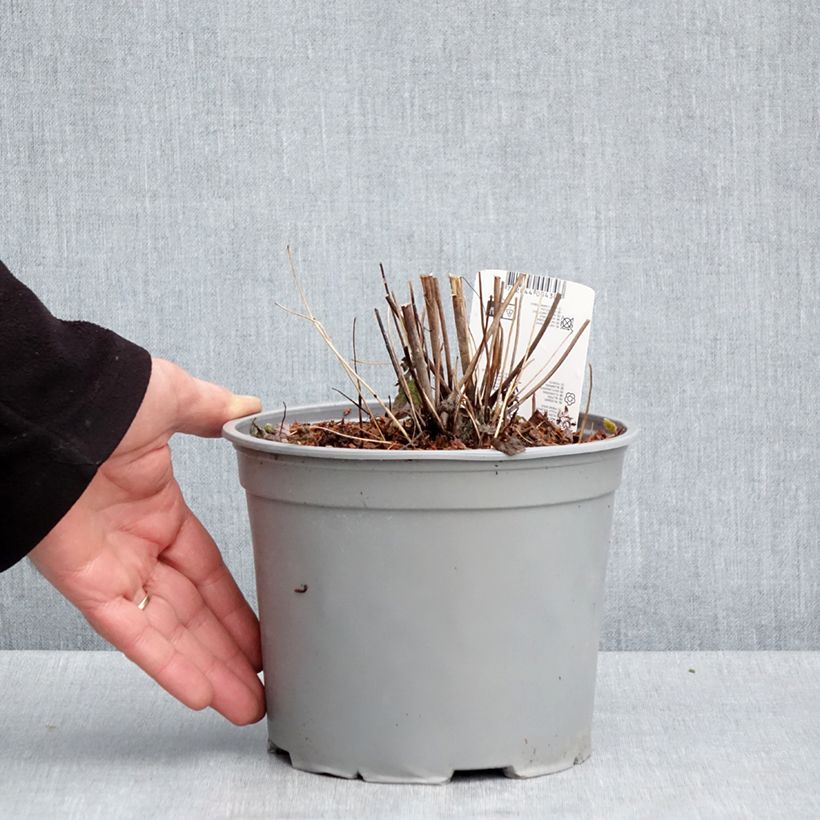 Spécimen de Anémone du Japon Pamina - Anemone hupehensis var. japonica - Pot de 3L/4L tel que livré au printemps