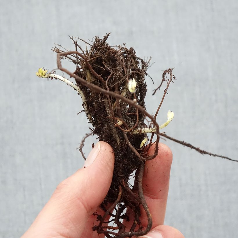 Spécimen de Anémone du Japon Pamina - Anemone hupehensis var. japonica - Racines nues tel que livré en hiver