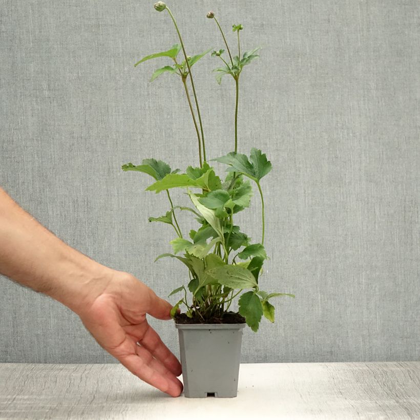 Spécimen de Anémone du Japon Prinz Heinrich - Anemone hupehensis Godet de 8/9 cm tel que livré en été