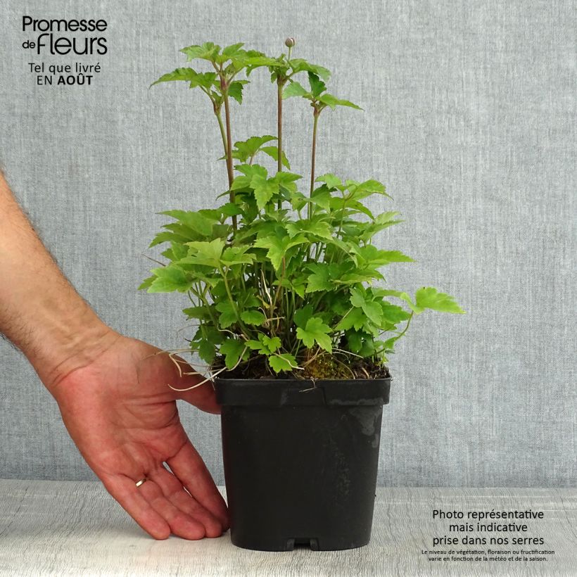 Spécimen de Anémone du Japon Prinz Heinrich - Anemone hupehensis Pot de 2L/3L tel que livré en été