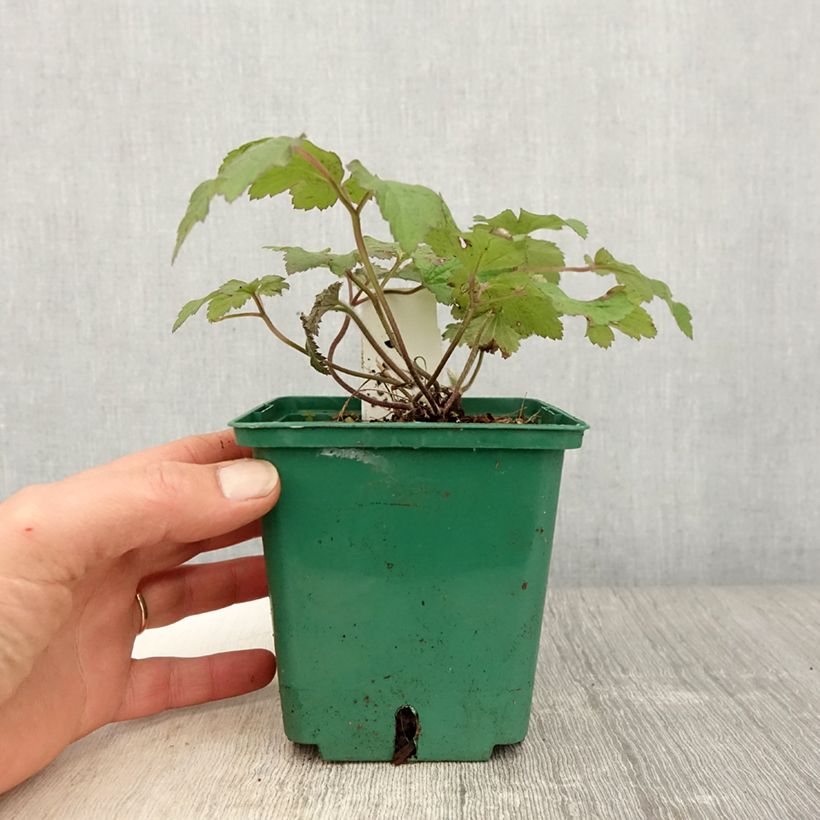 Spécimen de Anémone du Japon Robustissima - Anemone tomentosa - Pot de 1.5L/2L tel que livré au printemps