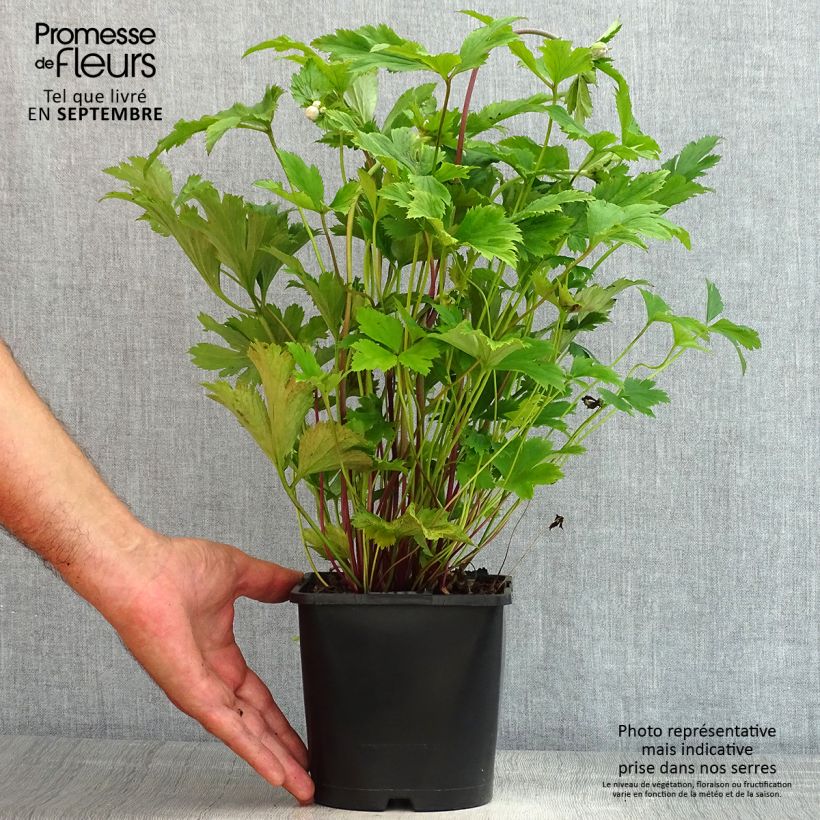 Spécimen de Anemone hybride Elfin Swan - Anémone japonaise. Pot de 2L/3L tel que livré en été