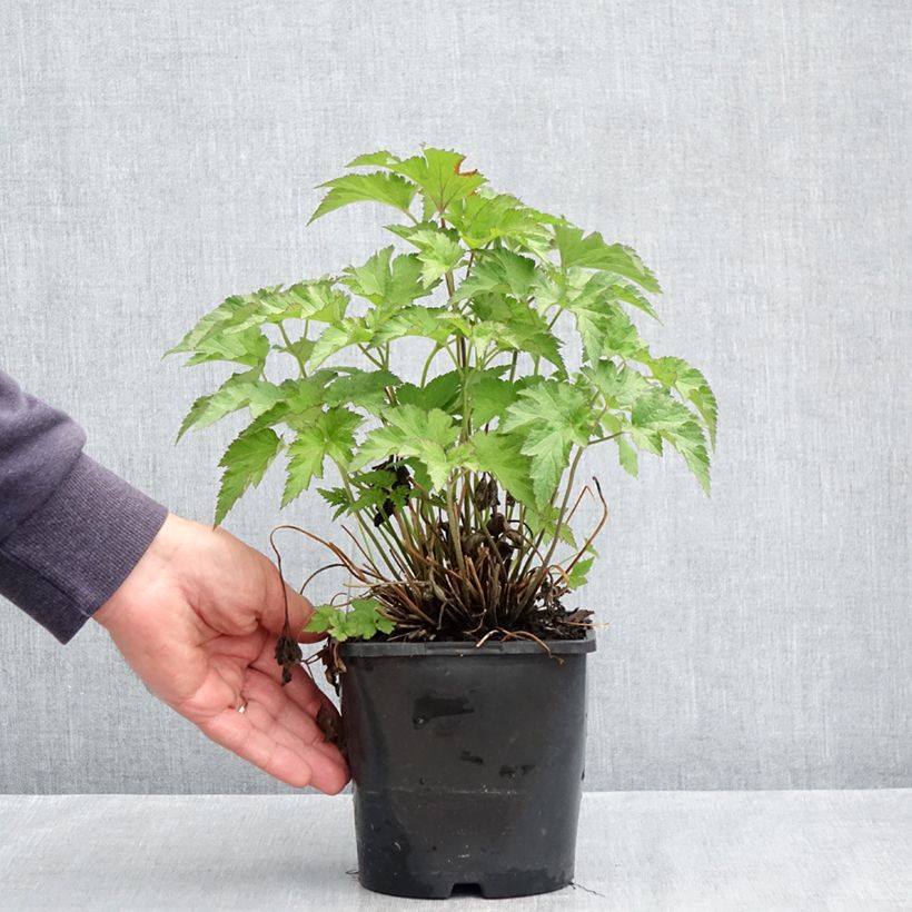 Spécimen de Anemone hybride Royal Pink Pot de 1,5L/2L tel que livré au printemps