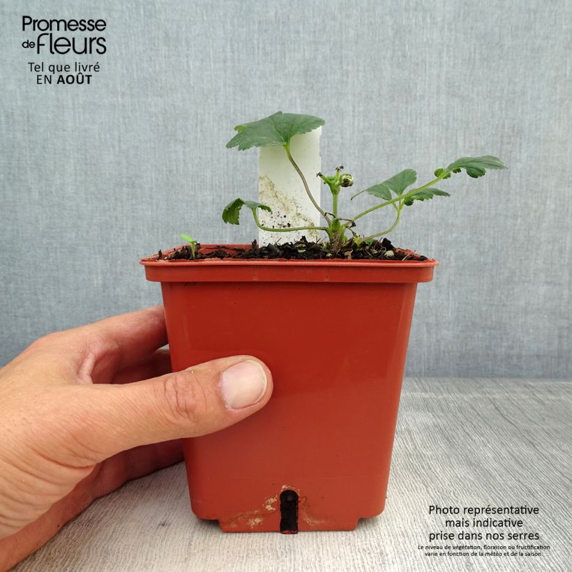 Spécimen de Anémone hybride Snow Angels Pot de 1L/1,5L tel que livré en été