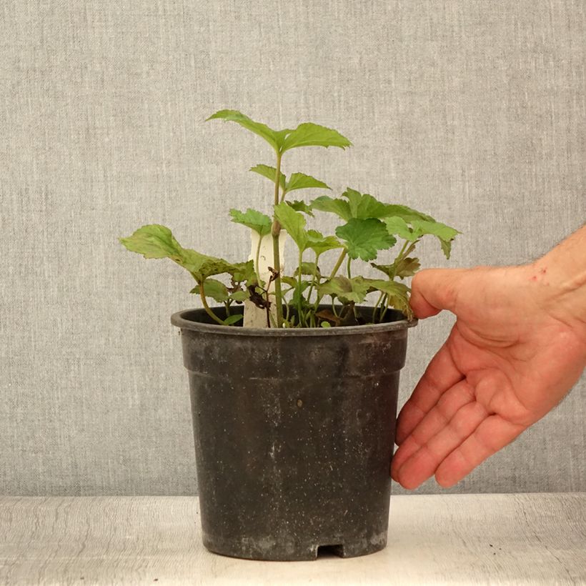 Spécimen de Anémone japonaise Andrea Atkinson - Anemone (x) hybrida Pot de 2L/3L tel que livré en été