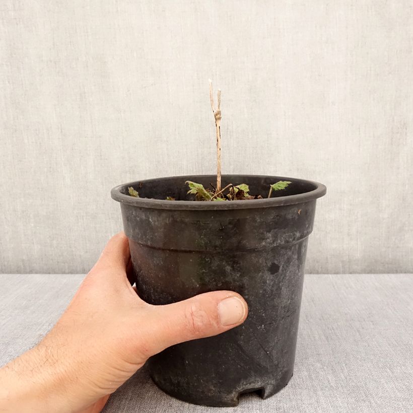 Spécimen de Anémone japonaise Andrea Atkinson - Anemone (x) hybrida - Pot de 2L/3L tel que livré au printemps