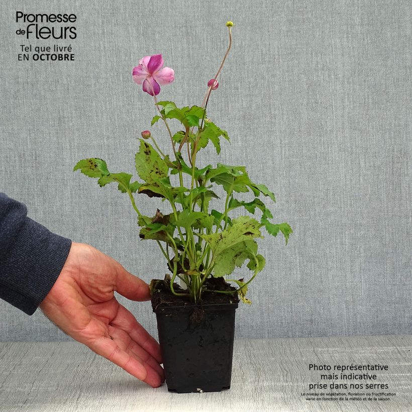 Spécimen de Anémone japonaise Little Princess - Anemone hupehensis japonica Godet de 8/9 cm tel que livré en automne